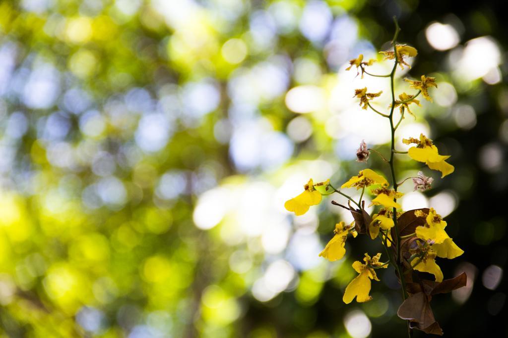 Pousada da Mata Iriri Bagian luar foto