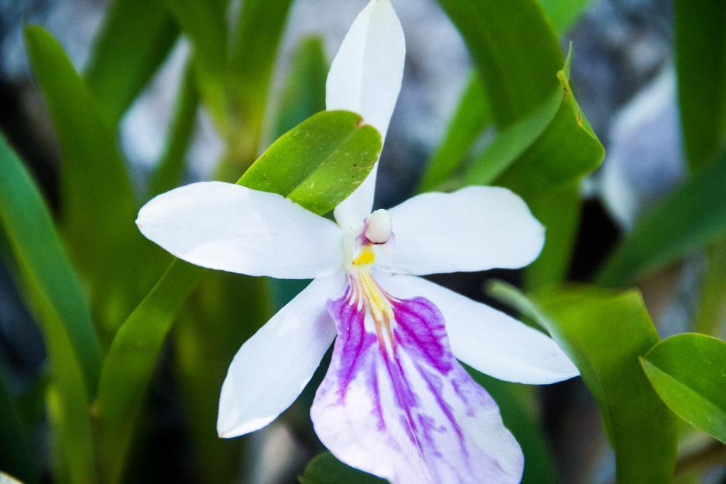 Pousada da Mata Iriri Bagian luar foto